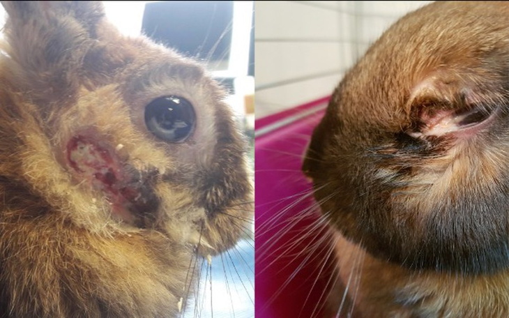 Zbiórka Nowe życie Brownie i Cykorii - zdjęcie główne