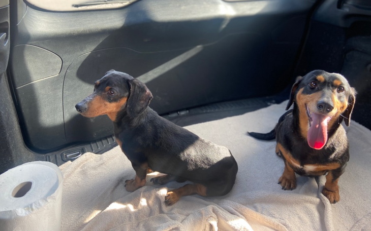 Dwa psy w samochodzie, jeden siedzi, drugi leży z wystawionym językiem.