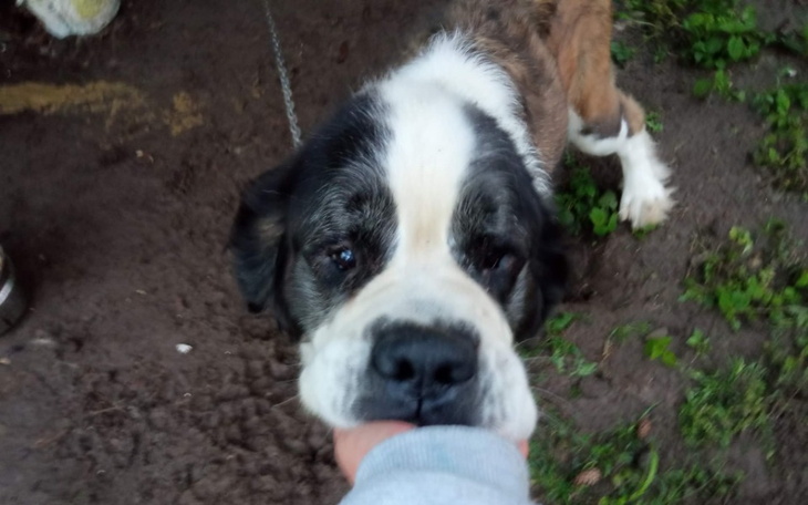 Zbiórka Ratujemy chorą Avę - zdjęcie główne