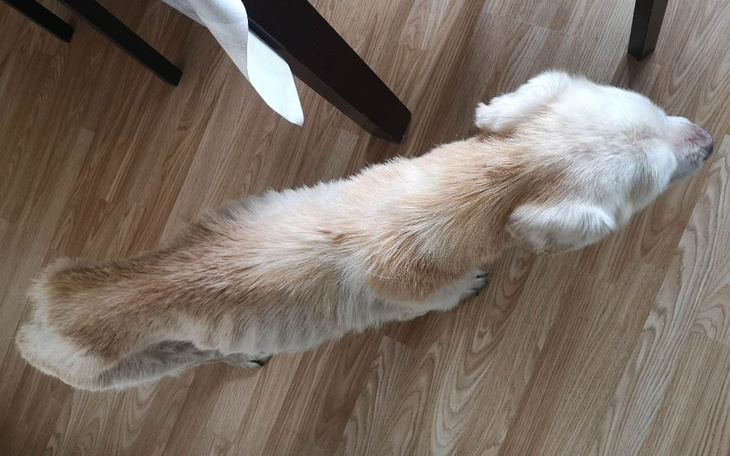 Zbiórka Prośba o wsparcie dla Reksia - zdjęcie główne