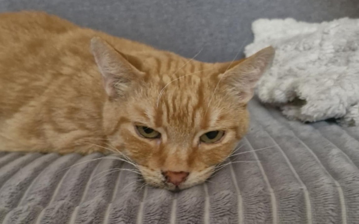 Kot leżący na kanapie, z wyrazem znudzenia.