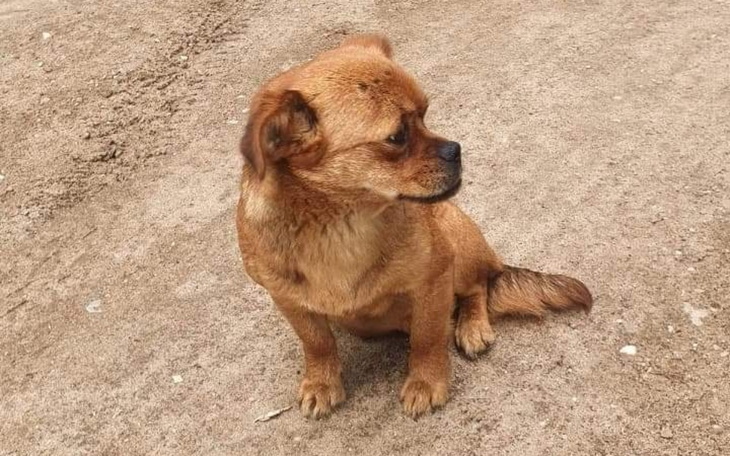 Zbiórka Sterylizacja nowej podopiecznej - zdjęcie główne