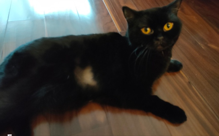 Zbiórka Gina walczy o życie - zdjęcie główne