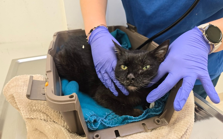 Czarny kot w transporterze, otrzymujący opiekę weterynaryjną.