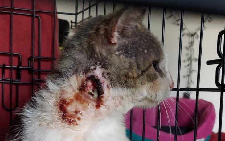 Zbiórka Chore na bezdomność - zdjęcie główne