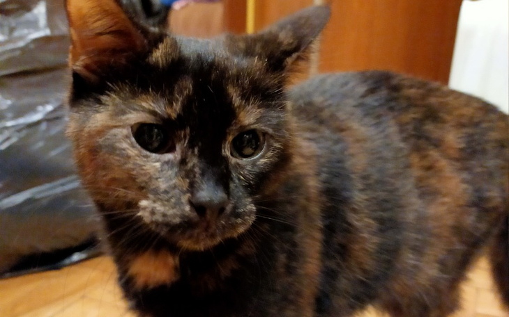 Zbiórka Jedyna szansa Lunki - zdjęcie główne