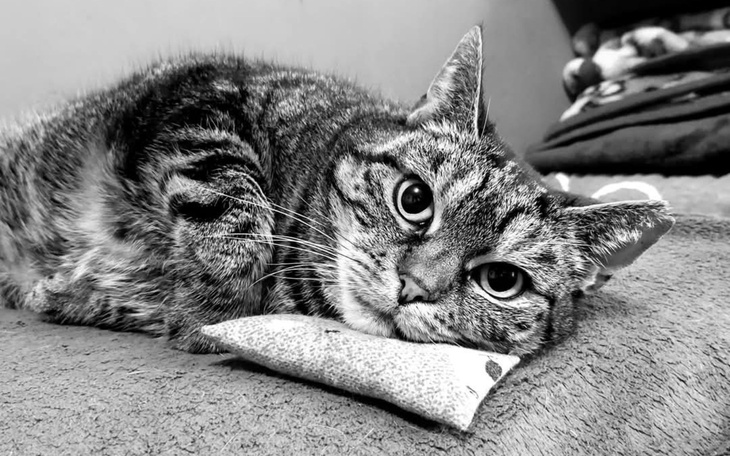 Kot w pozycji relaksacyjnej na poduszce.