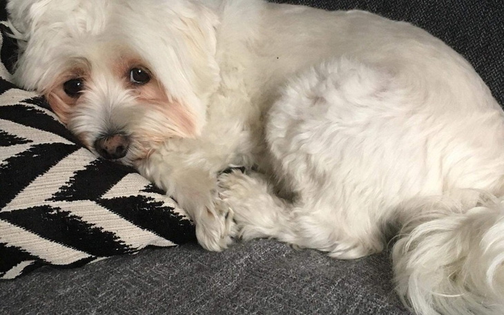 Zbiórka Zbiórka dla leosia na zabawki, j - zdjęcie główne