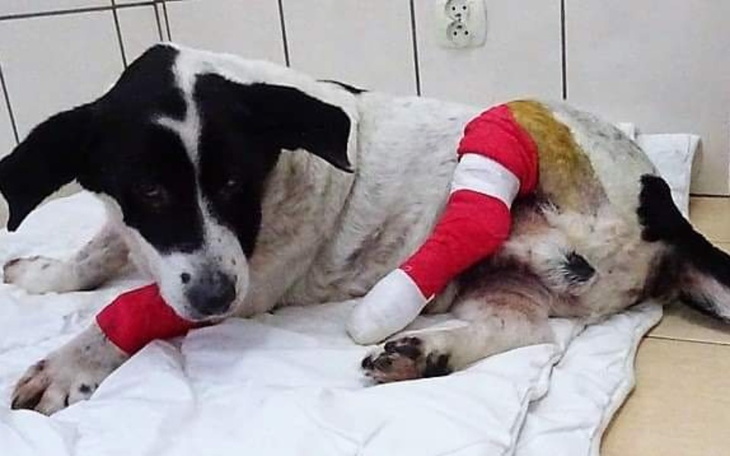 Zbiórka Potrącony staruszek Dżeki - zdjęcie główne