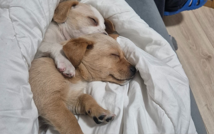 Dwa małe szczeniaki śpiące razem w kocu.