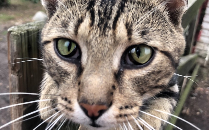 Zbiórka Na kastrację kocurków - zdjęcie główne