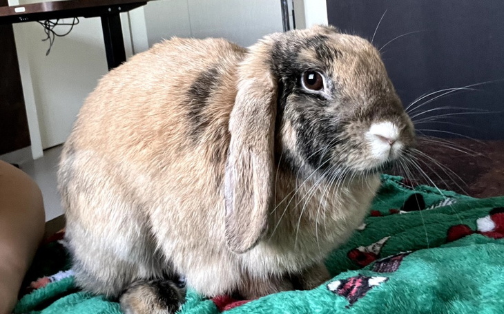 Zbiórka Skręt płata wątroby u króliczka - zdjęcie główne