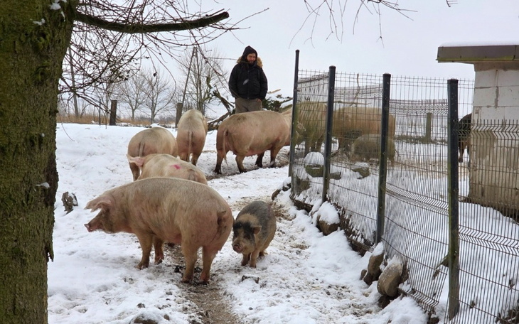Świnie w zimowym ogrodzeniu na podwórku, pączkujący śnieg pod drzewem.