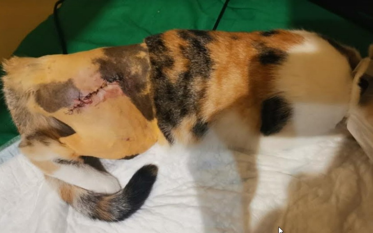 Zbiórka Operacja złamanej miednicy Rudej - zdjęcie główne