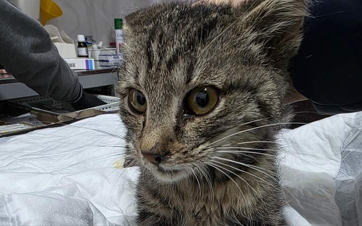 Kot z wyraźnymi oczami, leżący na stole.