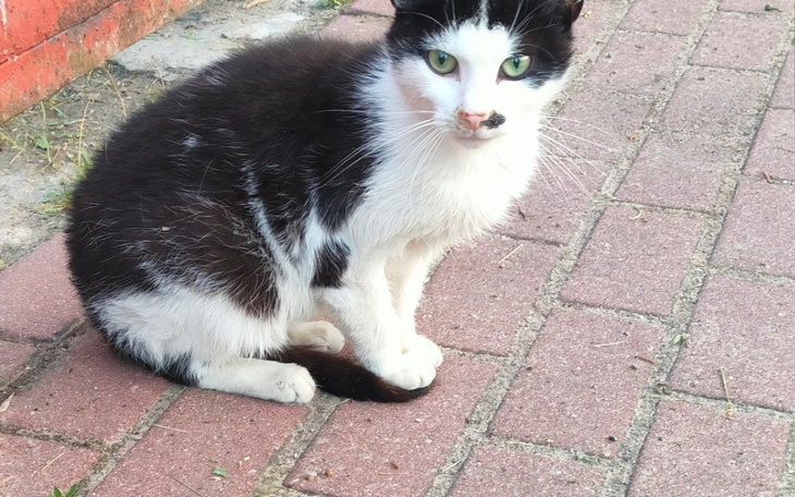 Zbiórka Pomoc kotom z kocim katarem - zdjęcie główne