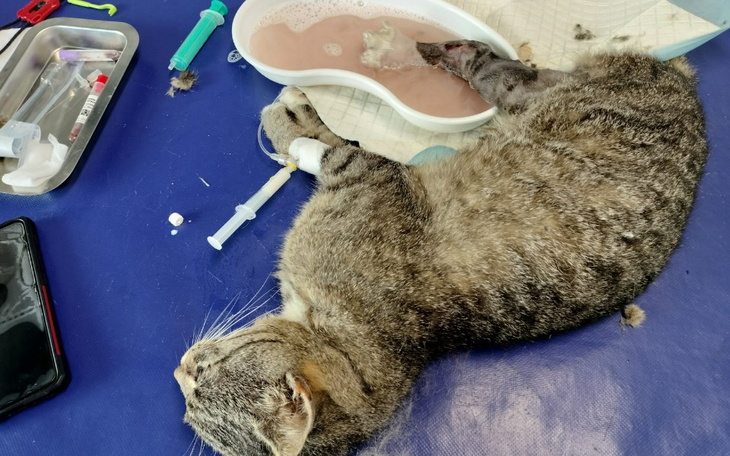 Zbiórka Festyn -walka o życie i łapę - zdjęcie główne