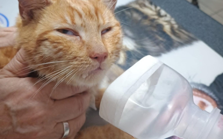 Kot z pomarańczowym futrem pije wodę z butelki.