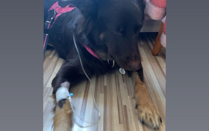 Pies z kroplówką, leżący na podłodze.