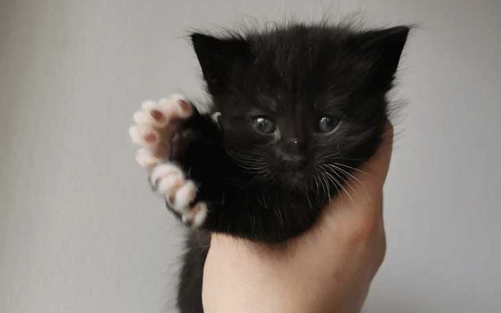 Zbiórka Kolejne kociaki w potrzebie - zdjęcie główne