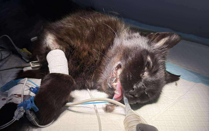 Czarny kot w szpitalu, z rurką i opatrunkiem na łapie.