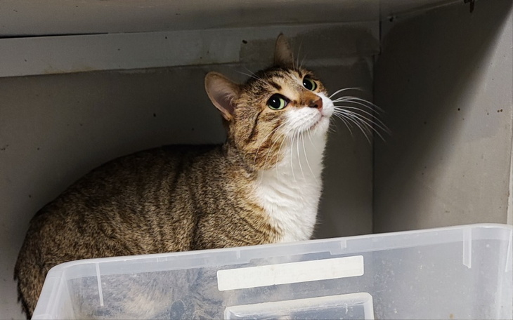 Zbiórka Akcja pellet dla kociaków - zdjęcie główne