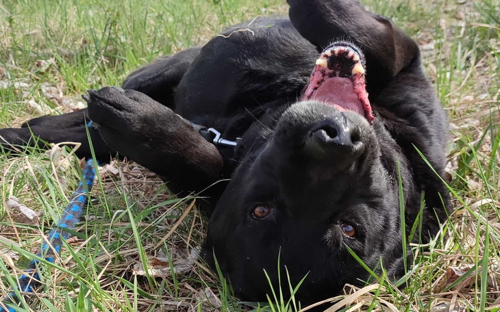 Czarny pies leżący na trawie, z otwartą paszczą.
