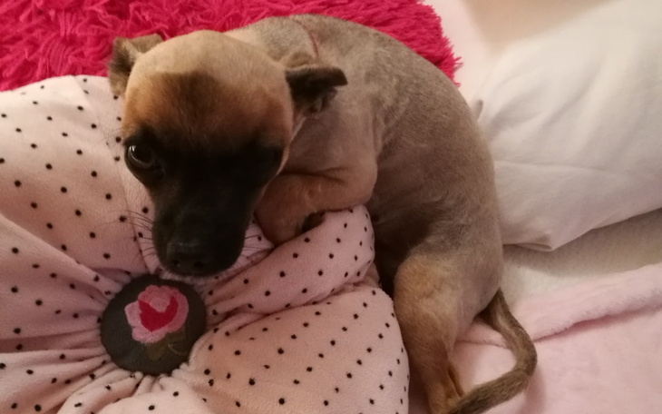 Zbiórka Dla naszej Pysi - zdjęcie główne