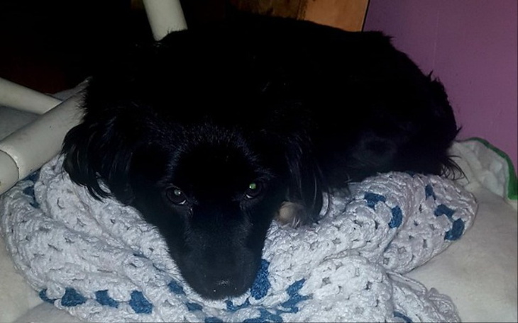 Zbiórka Skrzywdzona Viki - zdjęcie główne