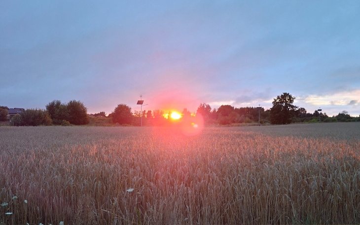 Zachód słońca nad polem, z drzewami w tle.