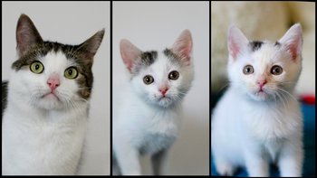 Zbiórka Na ratunek Kaspiego, Fifi, Mili - miniaturka zdjęcia