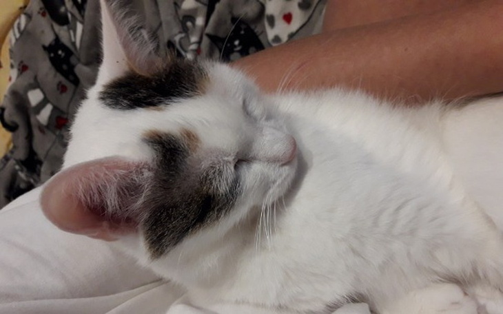 Zbiórka Sanacja - zdjęcie główne