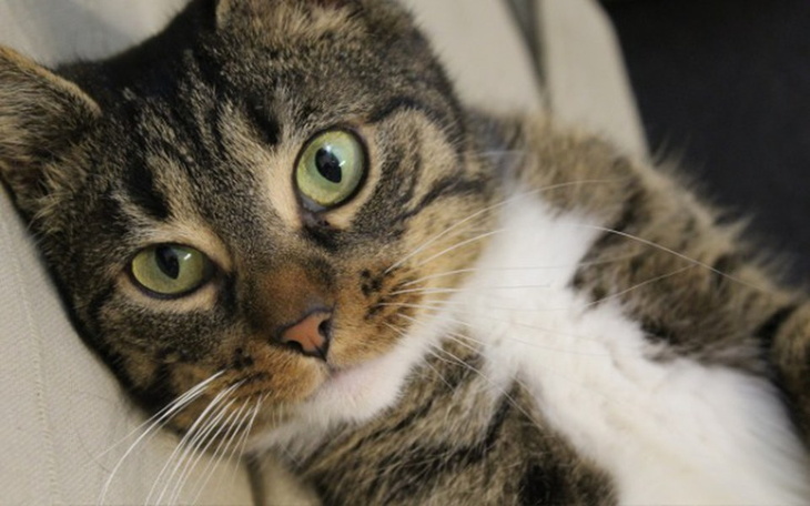 Zbiórka Ratujemy Belli łapkę - zdjęcie główne