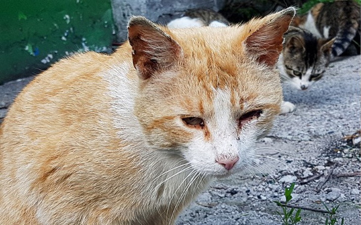 Zbiórka Pomóż ocalić Rudego i Mruczka! - zdjęcie główne