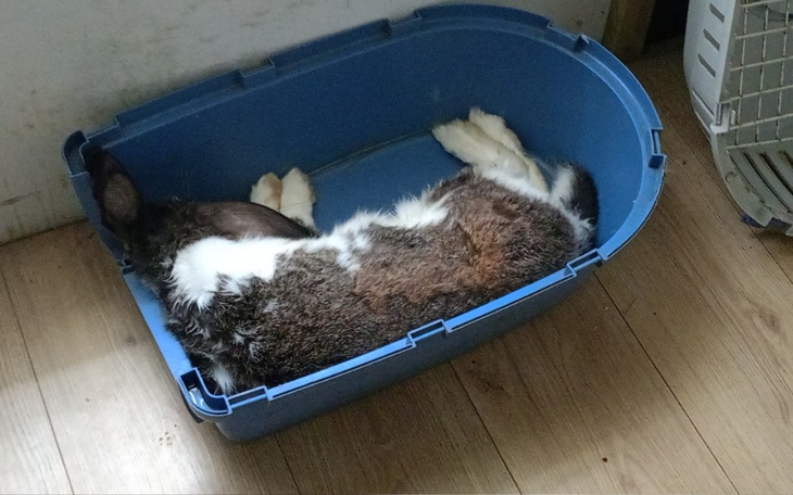 Zbiórka Pieniądze na operację Agresorka - zdjęcie główne