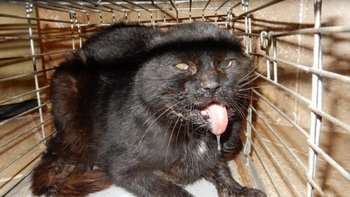 Zbiórka Kot z roztrzaskaną żuchwą - miniaturka zdjęcia