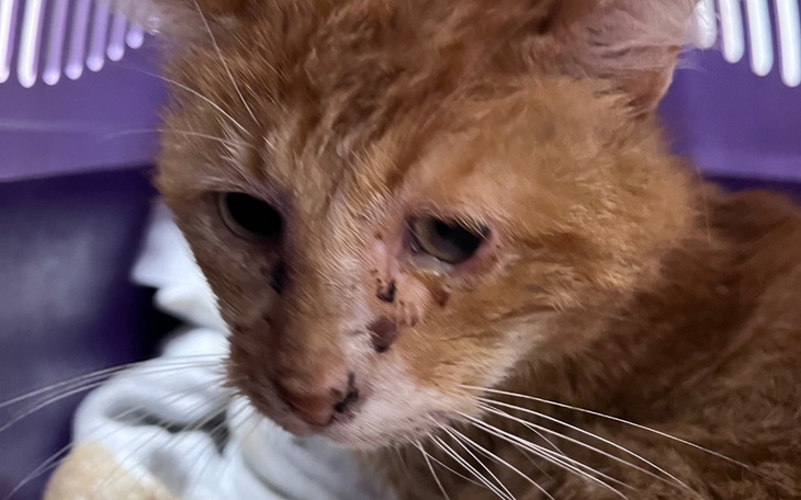 Zbiórka Wychudzony, zgniłe zęby SOS - zdjęcie główne