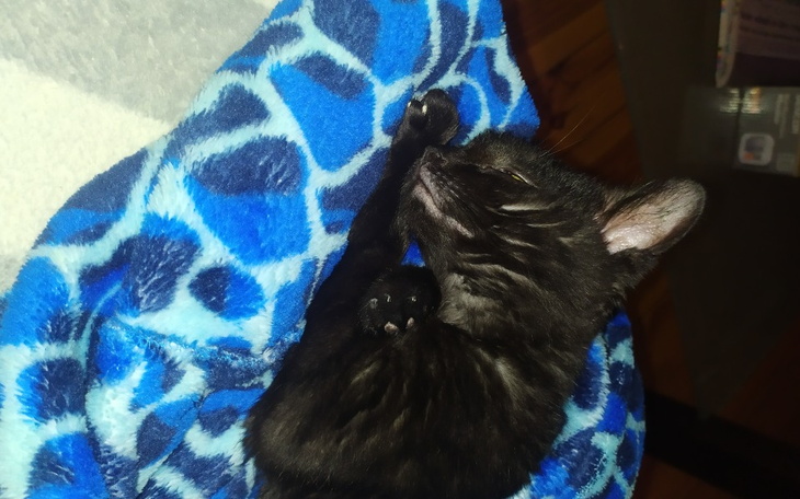 Zbiórka Leczenie kotka Wampirka - zdjęcie główne