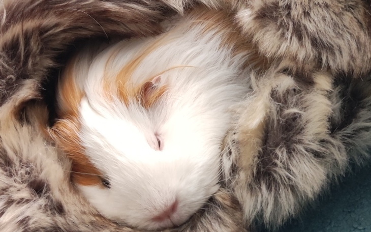 Zbiórka Operacja guzów świnki Chrumci - zdjęcie główne