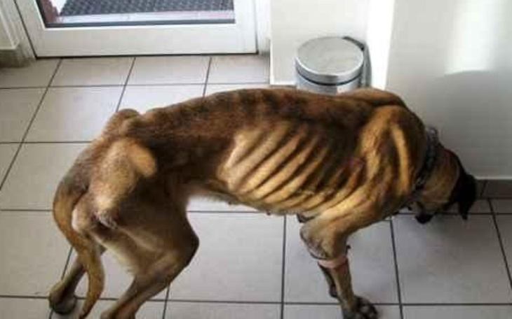 Zbi贸rka Zbieram na jedzenie dla ps贸w - zdj臋cie g艂贸wne