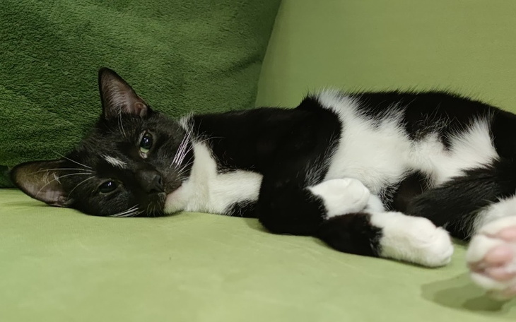 Zbiórka Kabi umiera, zabija go FIP - zdjęcie główne