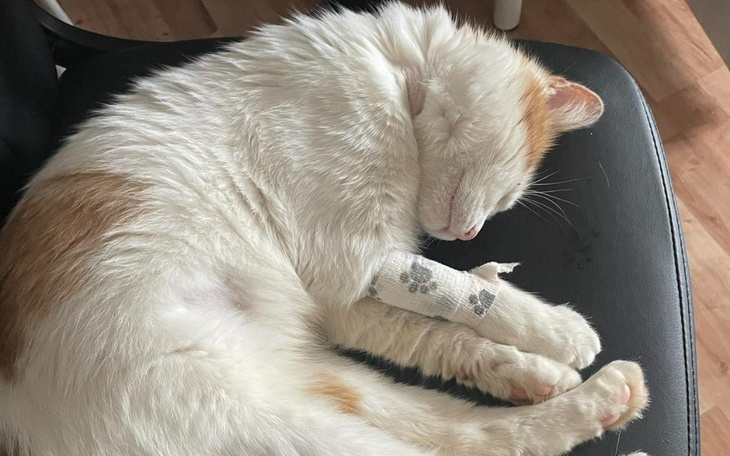 Zbiórka Boluś walczy o życie - zdjęcie główne