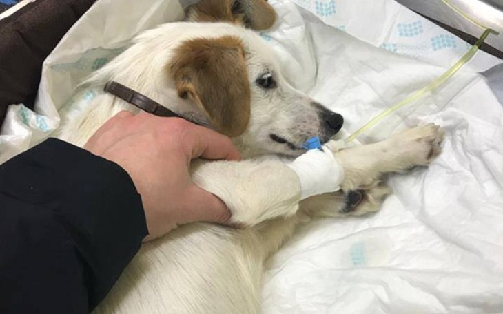 Zbiórka Pomóż nam walczyć z parwowirozą - zdjęcie główne