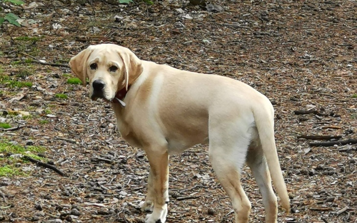 Zbiórka Operacja dysplazji u Bongo - zdjęcie główne