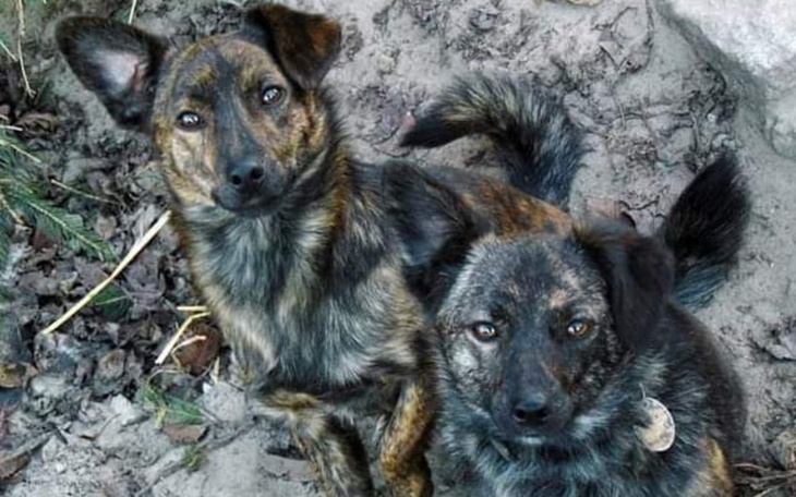 Dwa psy na tle ziemi, z brązowym futrem, patrzące w obiektyw.