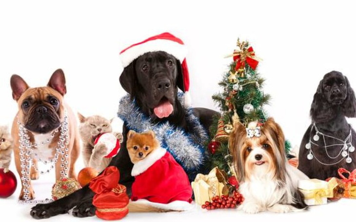 Zbiórka Schronisko Psie Pole - zdjęcie główne