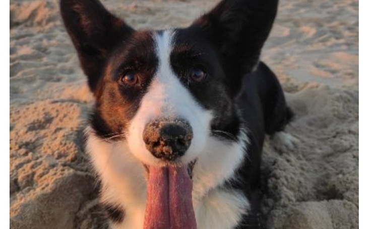 Corgi z wystawionym językiem na plaży.