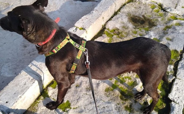 Zbiórka Porzucona Nela potrzebuje pomocy - zdjęcie główne