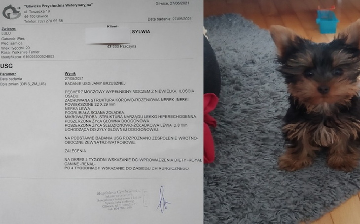 Zbiórka zbiórka na operację Yorka - zdjęcie główne