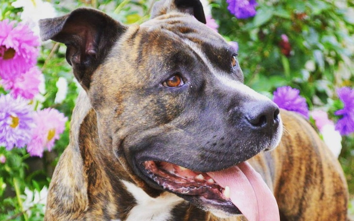 Zbiórka Ratujmy łapkę Dragusia - zdjęcie główne